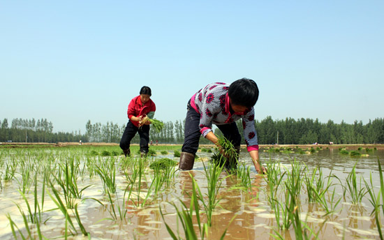 壮族传统水稻种植法及种稻习俗